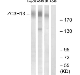 Western Blot - Anti-ZC3H13 Antibody (C19575) - Antibodies.com