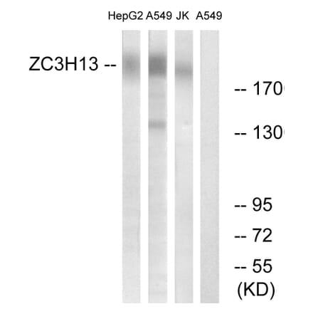 Western Blot - Anti-ZC3H13 Antibody (C19575) - Antibodies.com
