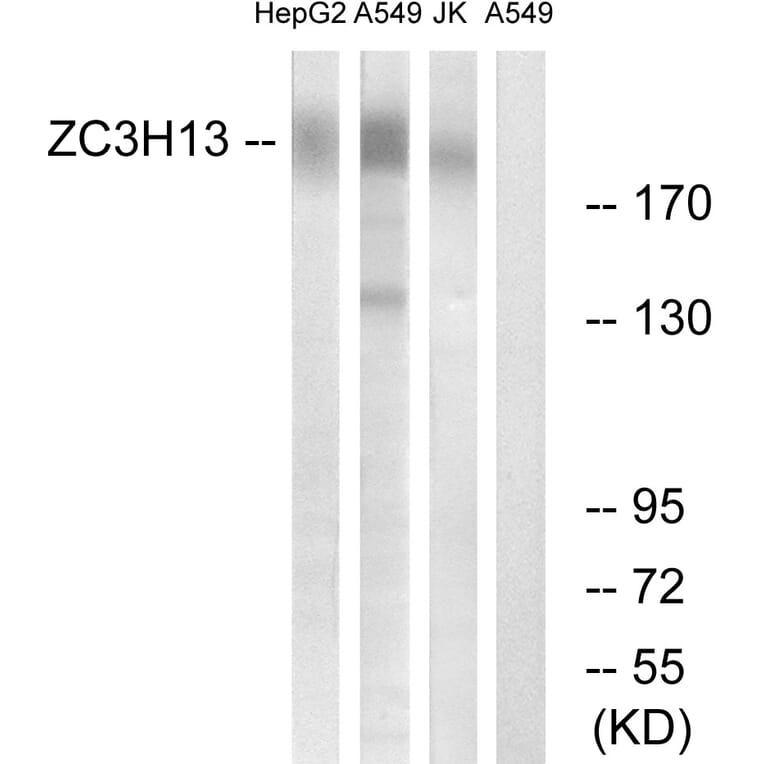 Western Blot - Anti-ZC3H13 Antibody (C19575) - Antibodies.com