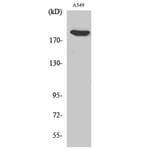 Western Blot - Anti-ZC3H13 Antibody (C19575) - Antibodies.com