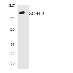 Western blot analysis of the lysates from HUVEC cells using Anti-ZC3H13 Antibody.