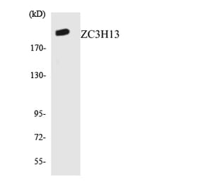 Western Blot - Anti-ZC3H13 Antibody (R12-3687) - Antibodies.com