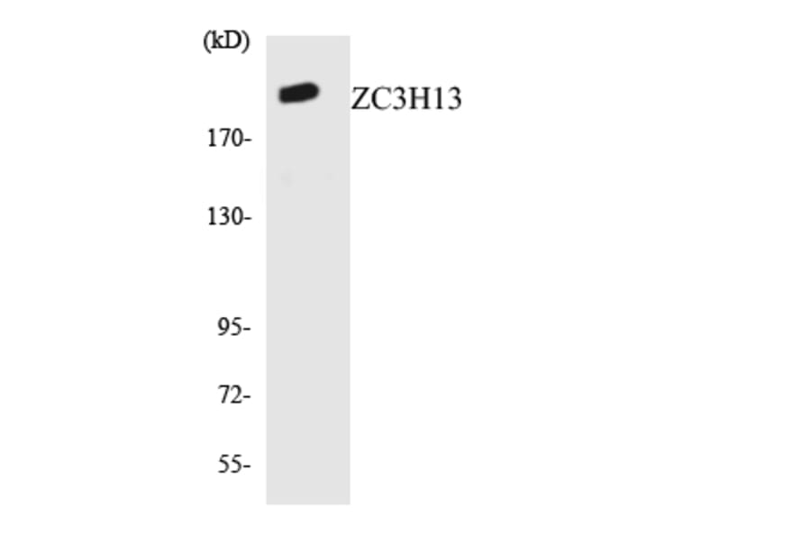 Western Blot - Anti-ZC3H13 Antibody (R12-3687) - Antibodies.com
