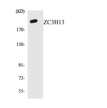 Western Blot - Anti-ZC3H13 Antibody (R12-3687) - Antibodies.com