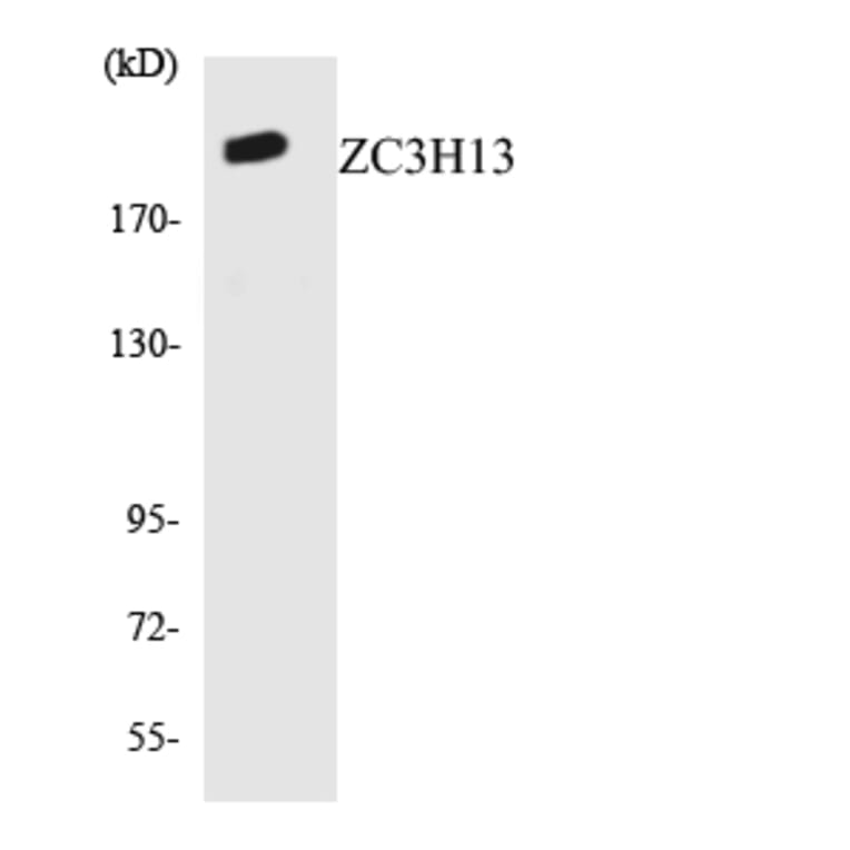 Western Blot - Anti-ZC3H13 Antibody (R12-3687) - Antibodies.com