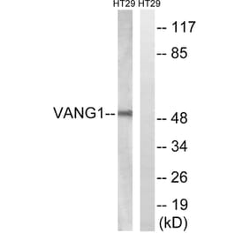 Western Blot - Anti-VANGL1 Antibody (C19490) - Antibodies.com