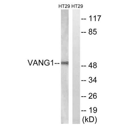 Western Blot - Anti-VANGL1 Antibody (C19490) - Antibodies.com