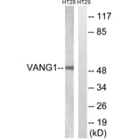Western Blot - Anti-VANGL1 Antibody (C19490) - Antibodies.com