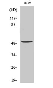 Western blot analysis of various cells using Anti-VANGL1 Antibody.