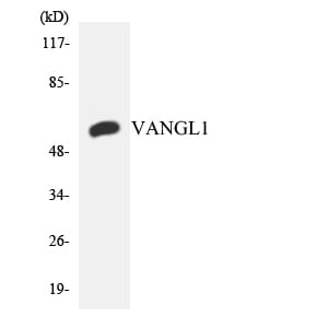 Western blot analysis of the lysates from HeLa cells using Anti-VANGL1 Antibody.