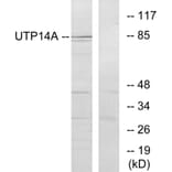 Western Blot - Anti-UTP14A Antibody (C11624) - Antibodies.com