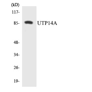 Western blot analysis of the lysates from 293 cells using Anti-UTP14A Antibody.