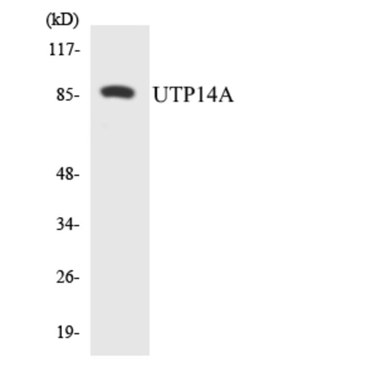 Western Blot - Anti-UTP14A Antibody (R12-3672) - Antibodies.com