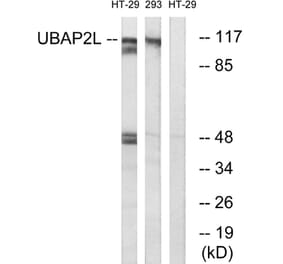 Western Blot - Anti-UBAP2L Antibody (C19423) - Antibodies.com