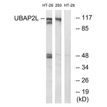 Western Blot - Anti-UBAP2L Antibody (C19423) - Antibodies.com