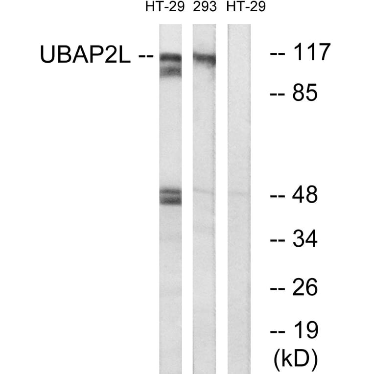 Western Blot - Anti-UBAP2L Antibody (C19423) - Antibodies.com