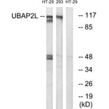 Western Blot - Anti-UBAP2L Antibody (C19423) - Antibodies.com