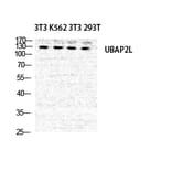 Western Blot - Anti-UBAP2L Antibody (C19423) - Antibodies.com