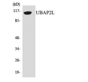 Western Blot - Anti-UBAP2L Antibody (R12-3661) - Antibodies.com