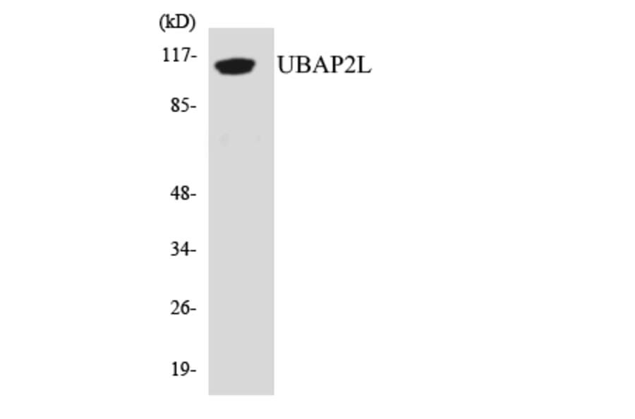Western Blot - Anti-UBAP2L Antibody (R12-3661) - Antibodies.com