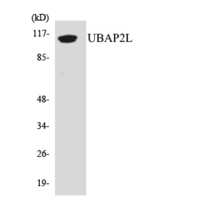 Western Blot - Anti-UBAP2L Antibody (R12-3661) - Antibodies.com