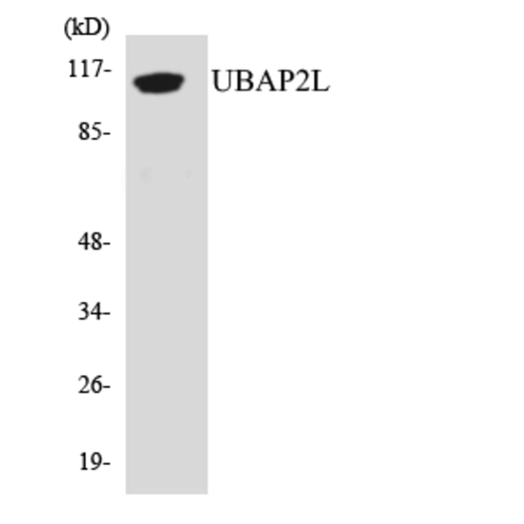 Western Blot - Anti-UBAP2L Antibody (R12-3661) - Antibodies.com