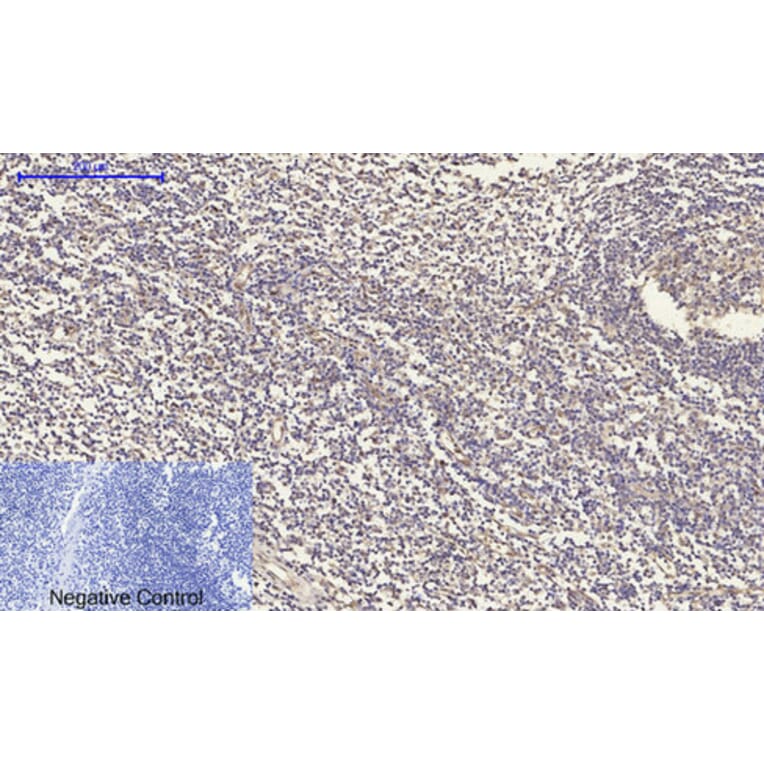 Immunohistochemistry - Anti-TR11B Antibody (C10019) - Antibodies.com
