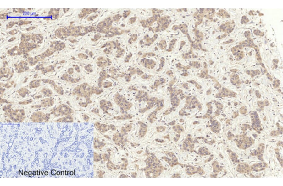 Immunohistochemistry - Anti-TR11B Antibody (C10019) - Antibodies.com