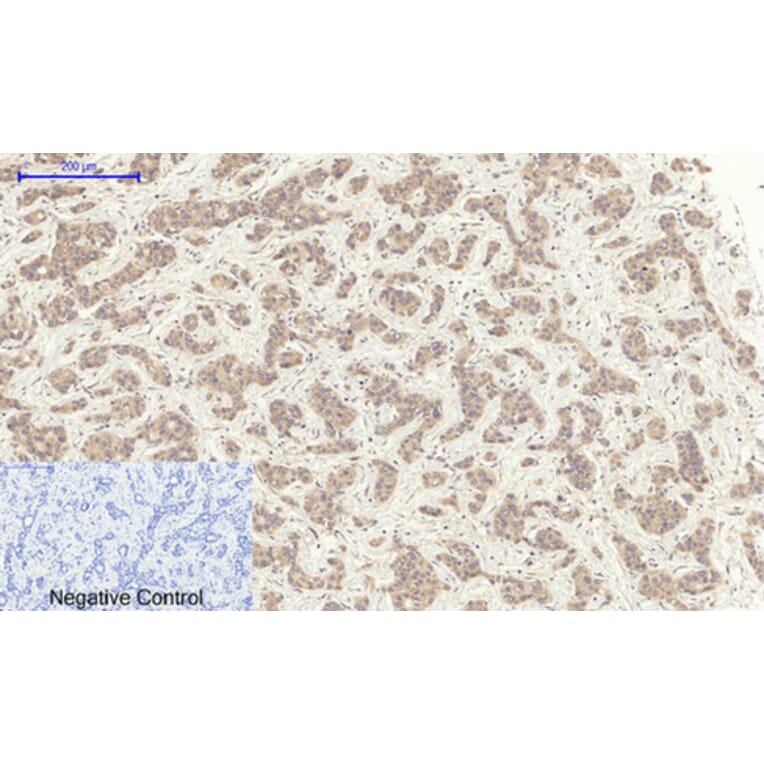 Immunohistochemistry - Anti-TR11B Antibody (C10019) - Antibodies.com