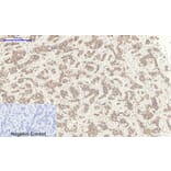 Immunohistochemistry - Anti-TR11B Antibody (C10019) - Antibodies.com