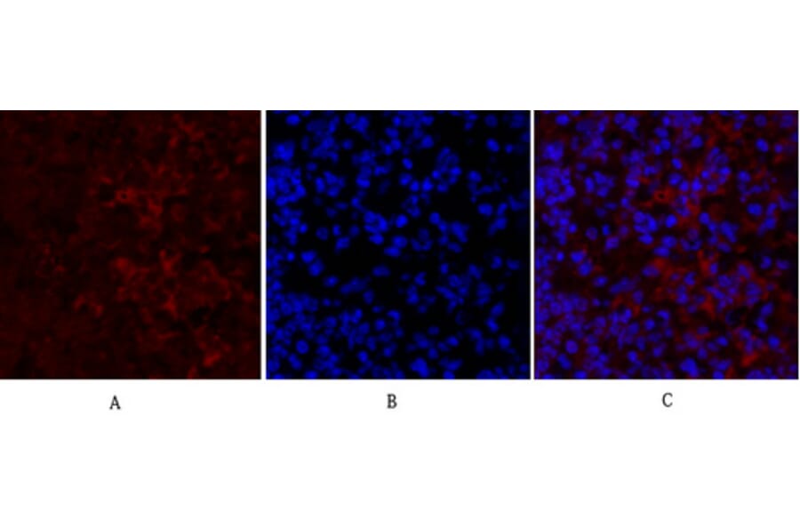 Immunofluorescence - Anti-TR11B Antibody (C10019) - Antibodies.com