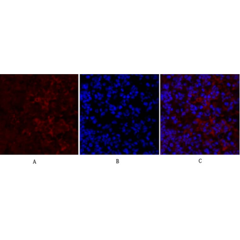 Immunofluorescence - Anti-TR11B Antibody (C10019) - Antibodies.com