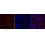 Immunofluorescence - Anti-TR11B Antibody (C10019) - Antibodies.com