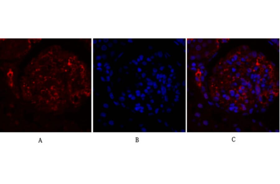Immunofluorescence - Anti-TR11B Antibody (C10019) - Antibodies.com