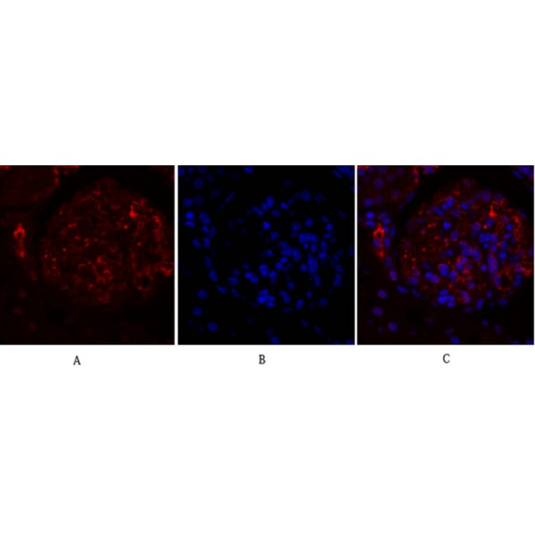 Immunofluorescence - Anti-TR11B Antibody (C10019) - Antibodies.com