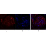 Immunofluorescence - Anti-TR11B Antibody (C10019) - Antibodies.com