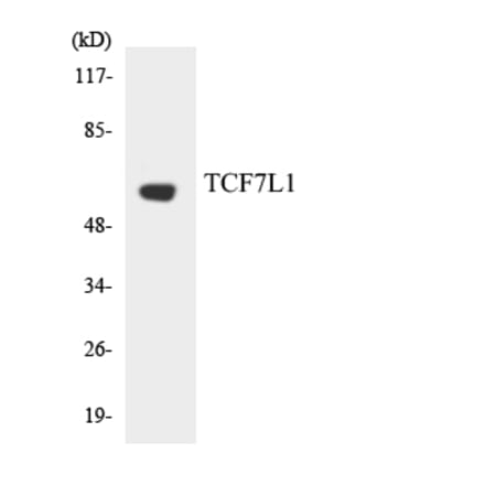 Western Blot - Anti-TCF7L1 Antibody (R12-3609) - Antibodies.com