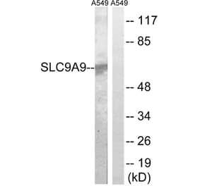 Western Blot - Anti-SLC9A9 Antibody (C18841) - Antibodies.com