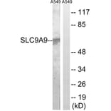 Western Blot - Anti-SLC9A9 Antibody (C18841) - Antibodies.com