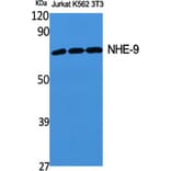 Western Blot - Anti-SLC9A9 Antibody (C18841) - Antibodies.com