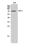 Western Blot - Anti-SLC9A6 Antibody (C18838) - Antibodies.com
