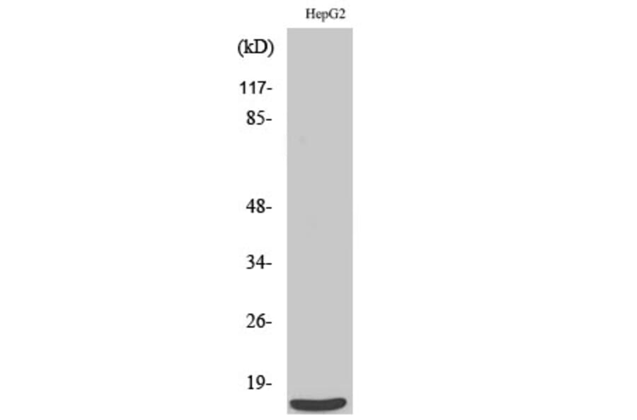 Western Blot - Anti-SF3B14 Antibody (C17844) - Antibodies.com