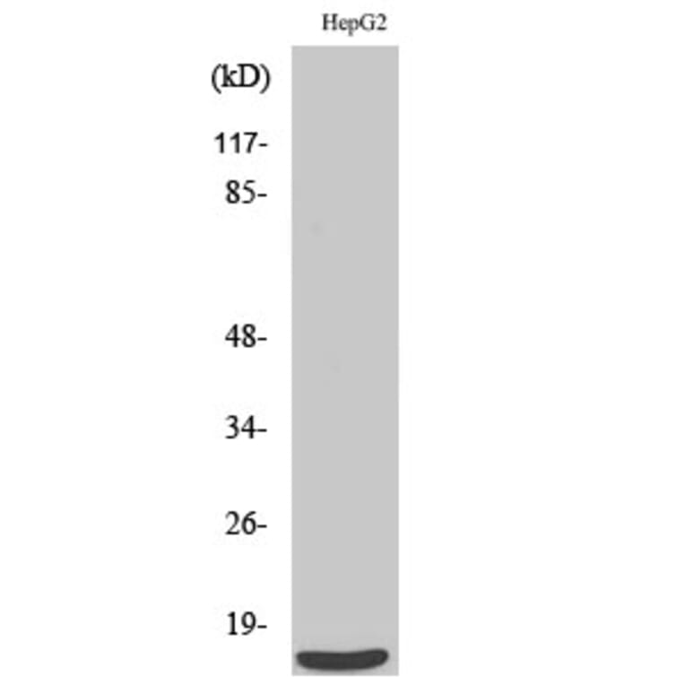 Western Blot - Anti-SF3B14 Antibody (C17844) - Antibodies.com