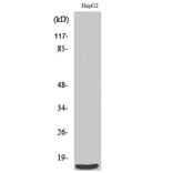 Western Blot - Anti-SF3B14 Antibody (C17844) - Antibodies.com