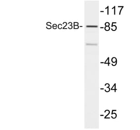 Western Blot - Anti-Sec23B Antibody (R12-2349) - Antibodies.com