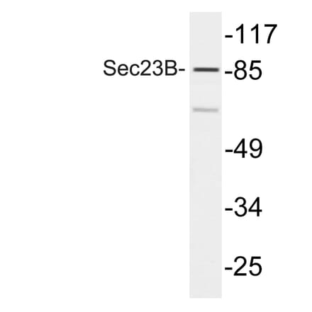 Western Blot - Anti-Sec23B Antibody (R12-2349) - Antibodies.com