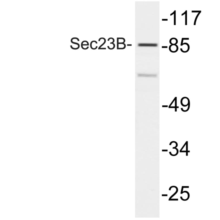 Western Blot - Anti-Sec23B Antibody (R12-2349) - Antibodies.com