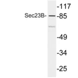 Western Blot - Anti-Sec23B Antibody (R12-2349) - Antibodies.com