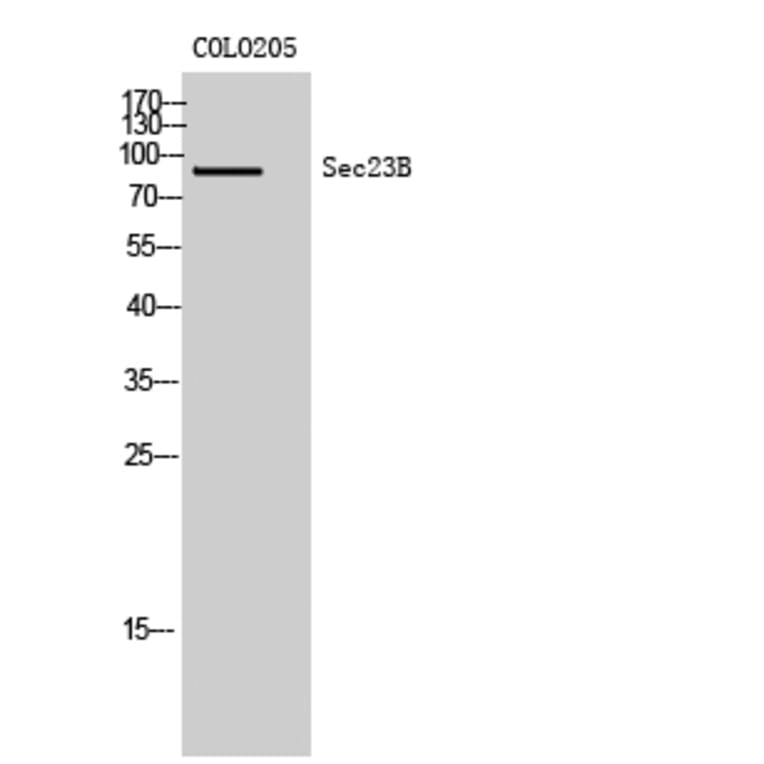 Western Blot - Anti-Sec23B Antibody (R12-2349) - Antibodies.com