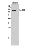 Western Blot - Anti-Sec23B Antibody (R12-2349) - Antibodies.com